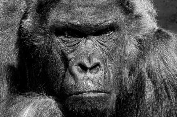 Führung früher - grimmig blickender Affe demonstriert seinen Führungsanspruch